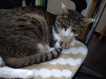 石川猫カフェおすすめスポット10選 金沢などで可愛いねこに会えるネコカフェのご紹介 ペットとお出かけ