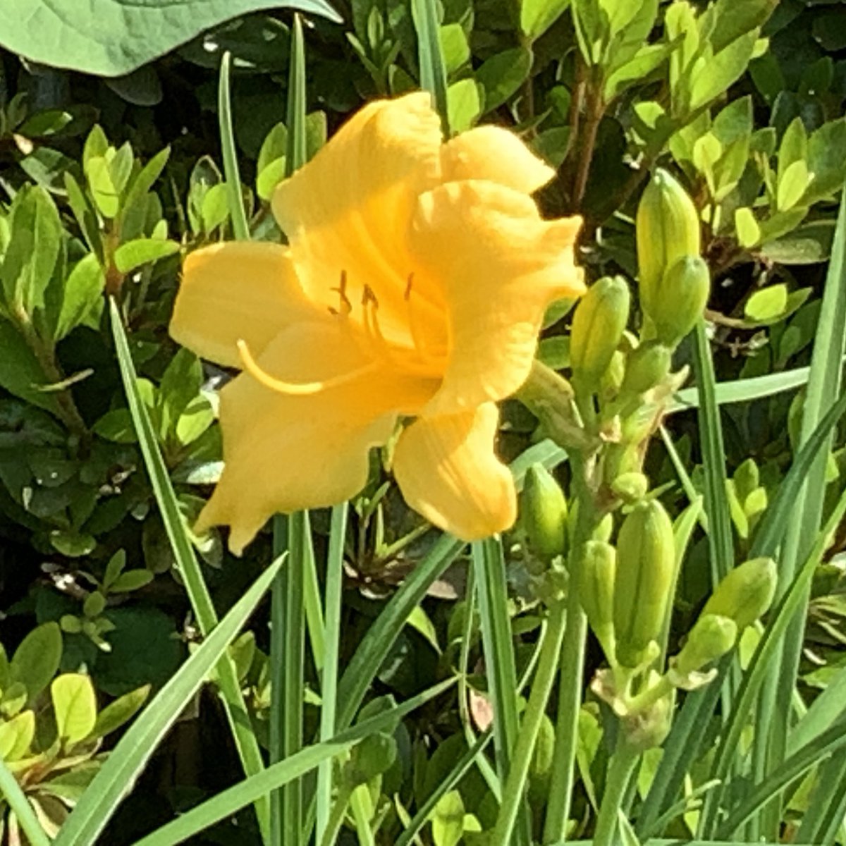 植え込み Twitter Search