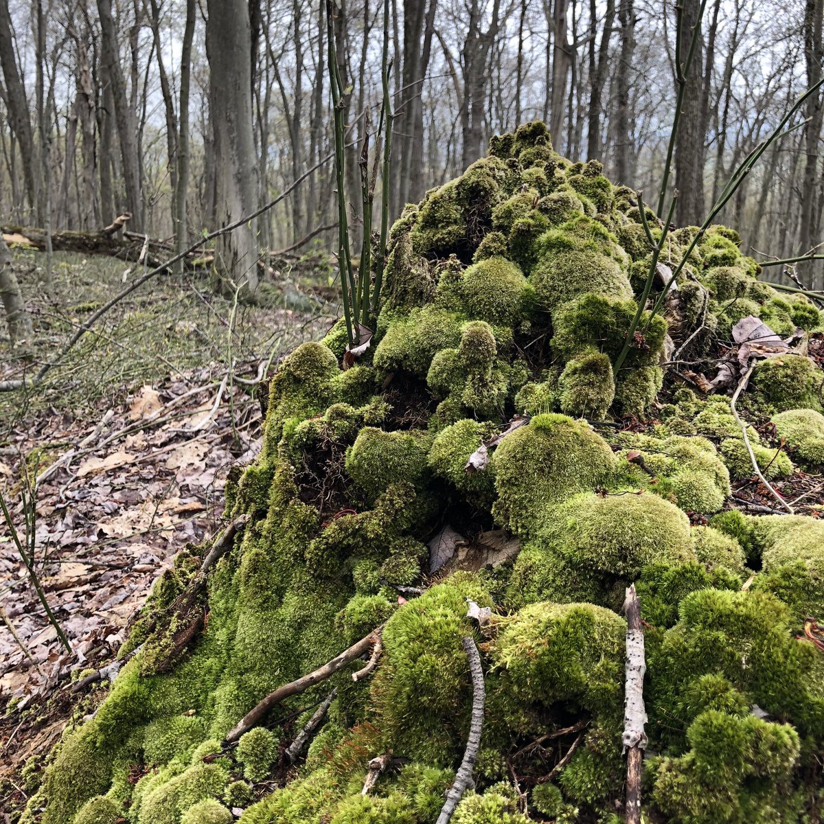 gillie's tweet photo. Some highlights from yesterday’s long, snowy (for like 3 minutes), muddy af, tiring af, beautiful hike on the Laurel Highlands Hiking Trail between miles 39 & 45. #lhht https://t.co/CiWQSG1sQY