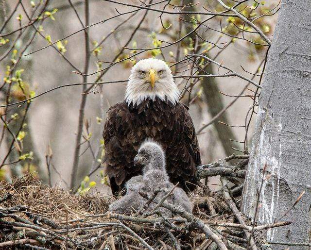 Today to celebrate #MothersDay we decided to #plant 50 #trees with the <a href="/onetreeplanted/">One Tree Planted</a>  association with which we collaborate🌱

The trees will be planted in Chippewa National #Forest in Minnesota where there is the highest breeding densities of American bald #eagles in USA.