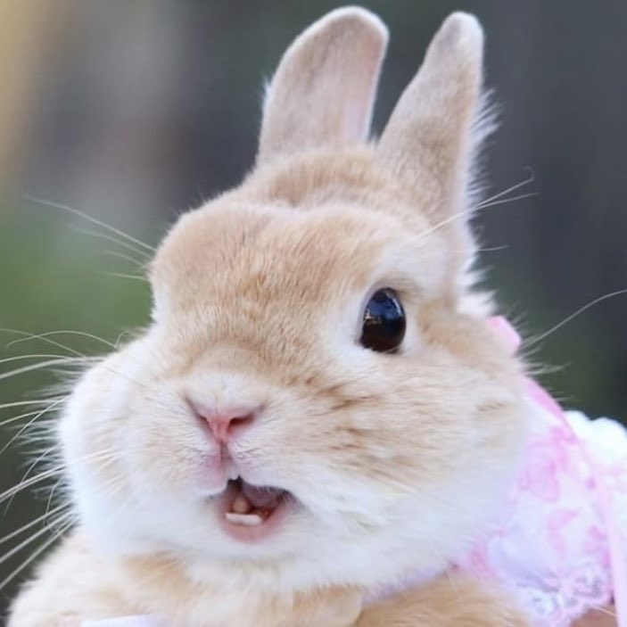 bunkoo pics !! 🐰💜 tweet media