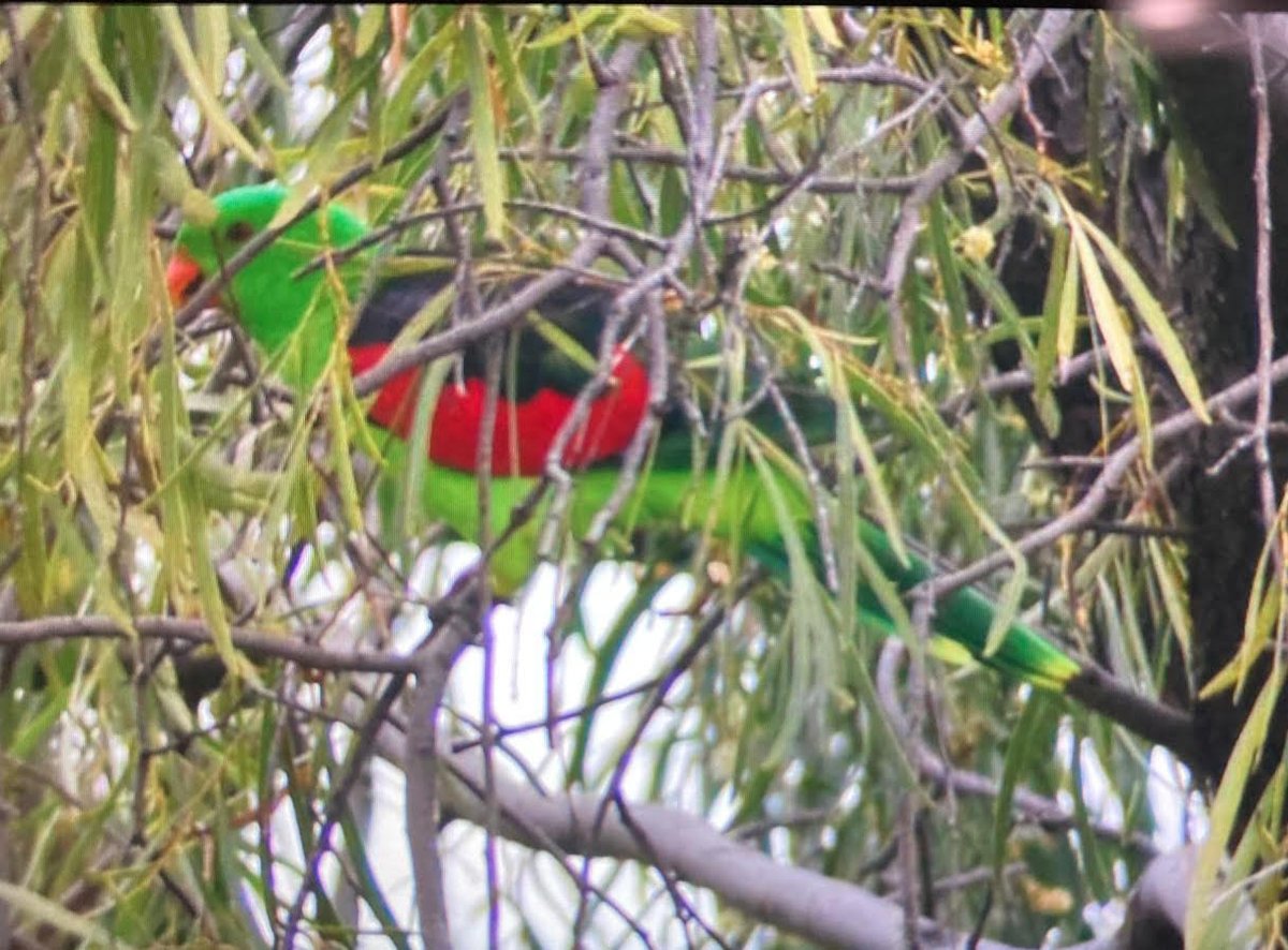 PetrovicFabijan's tweet photo. Amazing birding experience around Warren (NSW) wetlands! From this day on, one of my favorite #birding #hotspots! @FeathersOz @ParrotOfTheDay #australianringneckedparrot #greycrownedbabbler #redwingedparrot https://t.co/f4EFwYYsoD