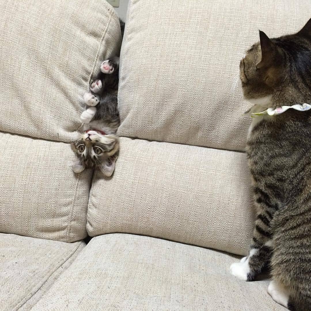 Нормальный кот