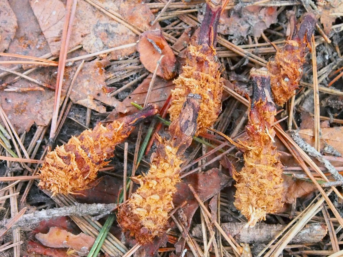 これからの季節 森にはエビフライが落ちている なぜ これに感動してる人は ゴールデンカムイ 読んでる Togetter