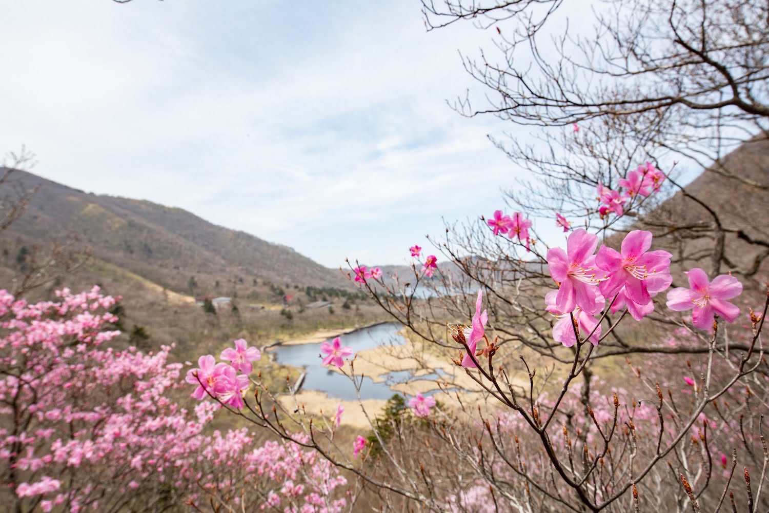 赤城山 Akagi Trip 群馬県赤城山 赤城山 アカヤシオ 赤城山のツツジシーズン幕開け 撮影21 5 8 赤城山 Pink アカヤシオ