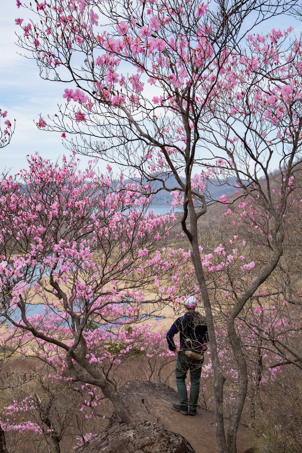 赤城山 Akagi Trip 群馬県赤城山 赤城山 アカヤシオ 赤城山のツツジシーズン幕開け 撮影21 5 8 赤城山 Pink アカヤシオ