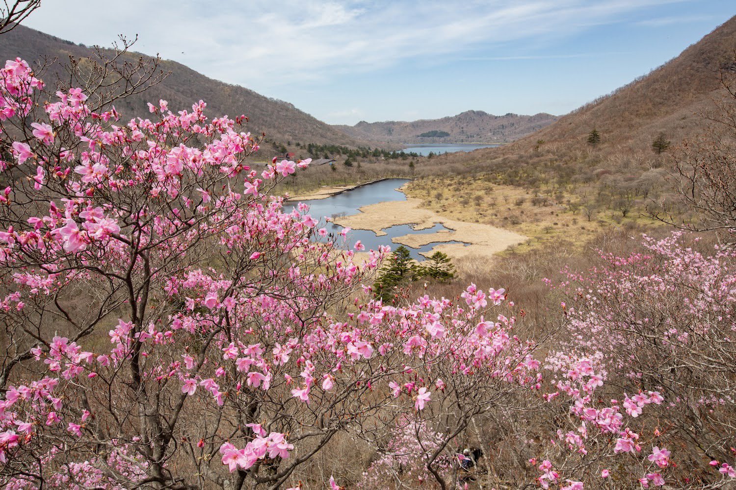 赤城山 Akagi Trip 群馬県赤城山 赤城山 アカヤシオ 赤城山のツツジシーズン幕開け 撮影21 5 8 赤城山 Pink アカヤシオ
