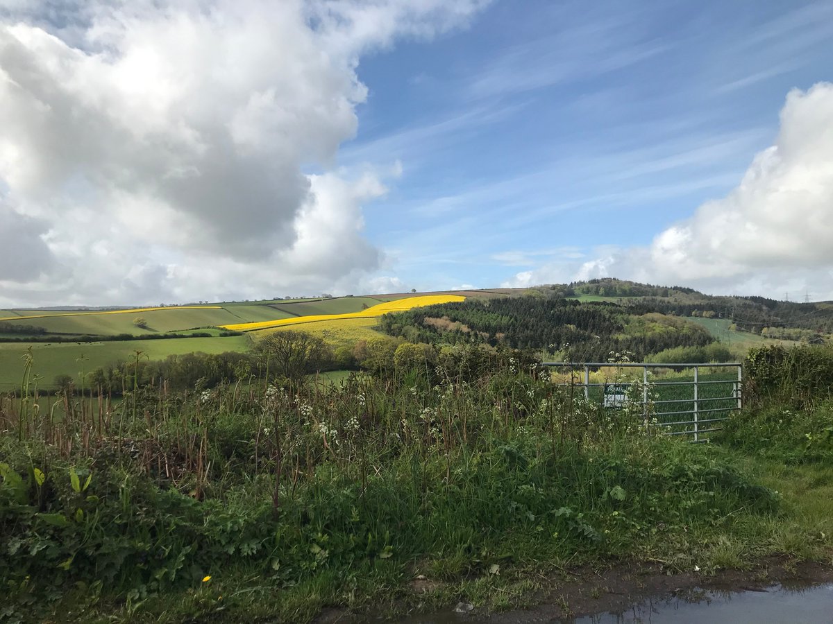I thought I'd glimpsed the distinctive rapeseed field from a particular road so we headed off in the general direction. We lost the view for ages, but eventually emerged from the outskirts into the hills to the west of Exeter and arrived at this point. We were getting closer.
