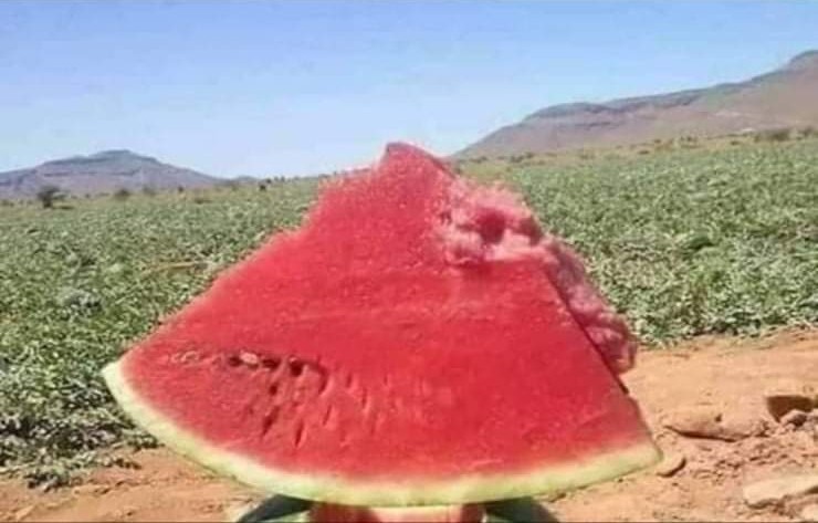 Karpuzlar tarlada kalıyormuş..
Vücuda zararlı olan Cola yerine karpuz yiyelim...
Çiftçimize destek çıkalım RT yapalim...