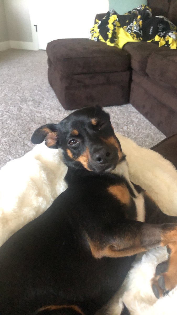 Dog momma💓