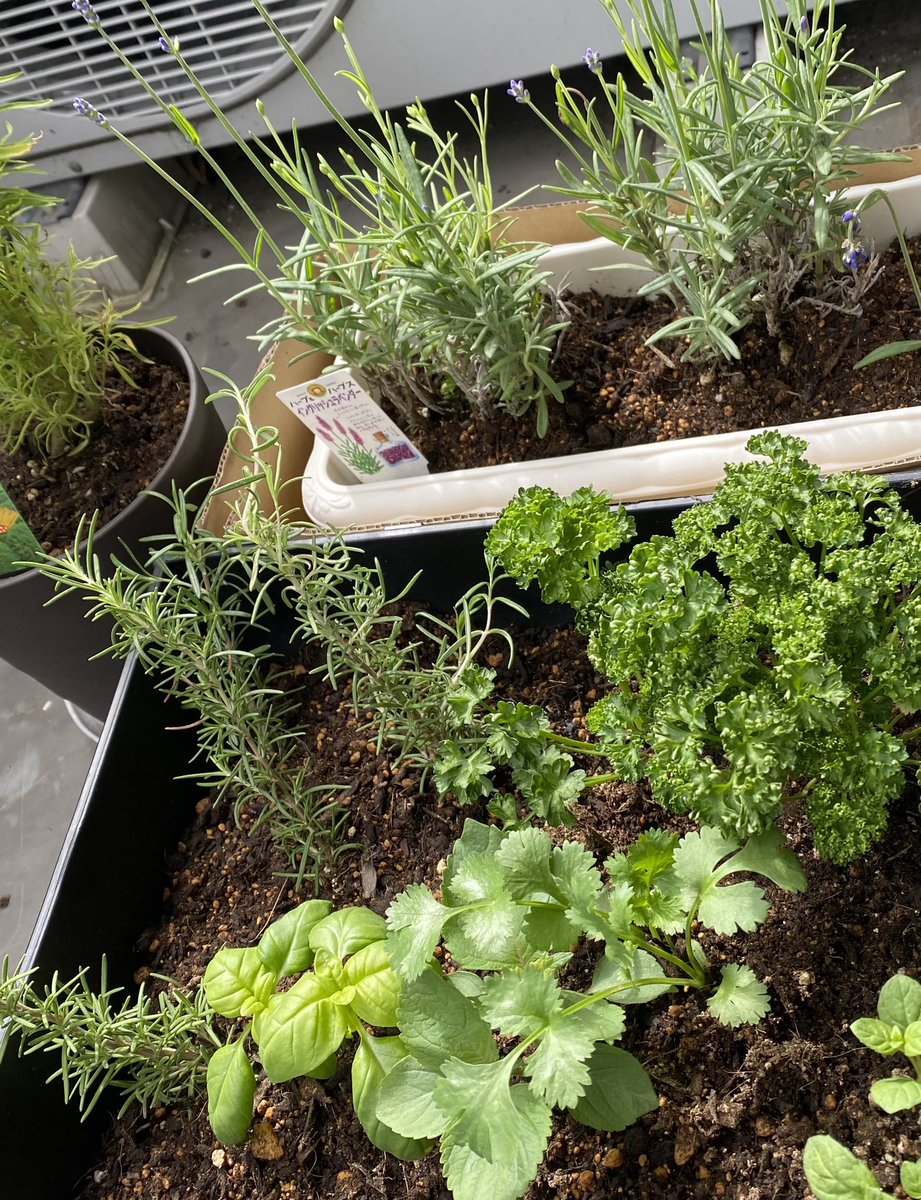 ちちご 藍玉 ハーブ寄植え プランター 植えてる時から癒された 知人からもらい挿し木 でしっかり根が張ったローズマリーと一緒にパセリ バジル シソ パクチー ミント パクチーもっと増やしたい ポット苗は100円から販売していてお店で見ているのも ちちご 藍玉 ハーブ寄植え プランター 植えてる時から癒された 知人からもらい挿し木 でしっかり根が張ったローズマリーと一緒にパセリ バジル シソ パクチー ミント パクチーもっと増やしたい ポット苗は100円から販売していてお店で見ているのも