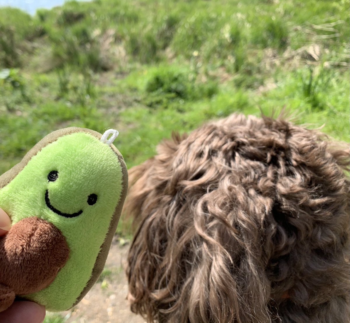 McLarenDoggo's tweet photo. Took a little friend on my walkies today. #DanielAvocado https://t.co/jtgJHRK1Nh