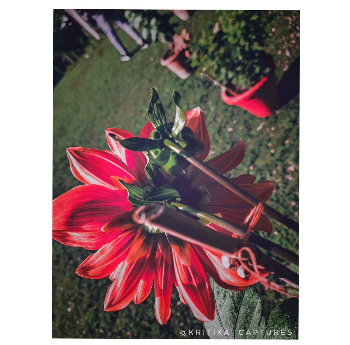 Every flower is a soul blossoming in nature 🌸
#photography #flatlays #Lr_Vibrant #Ps_Express #Click #photography #Snapseed #Camera #Picture #Capture #photohub #photooftheday #photoshoot #Happiness #Nature #Earth #Flower #Blossom #SoDelhi #CanonFanPhoto #CapturesOnCanon