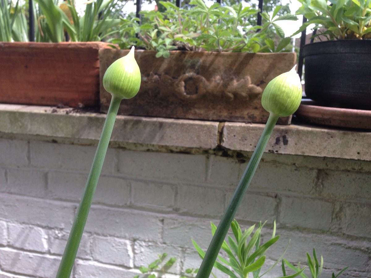 LissaKEvans's tweet photo. Photographing these allium heads for posterity, before the squirrels shin up the drainpipe and bite them off, as they've done for two out of the last three years. #hopeoverexperience https://t.co/9VfKgKY0XR