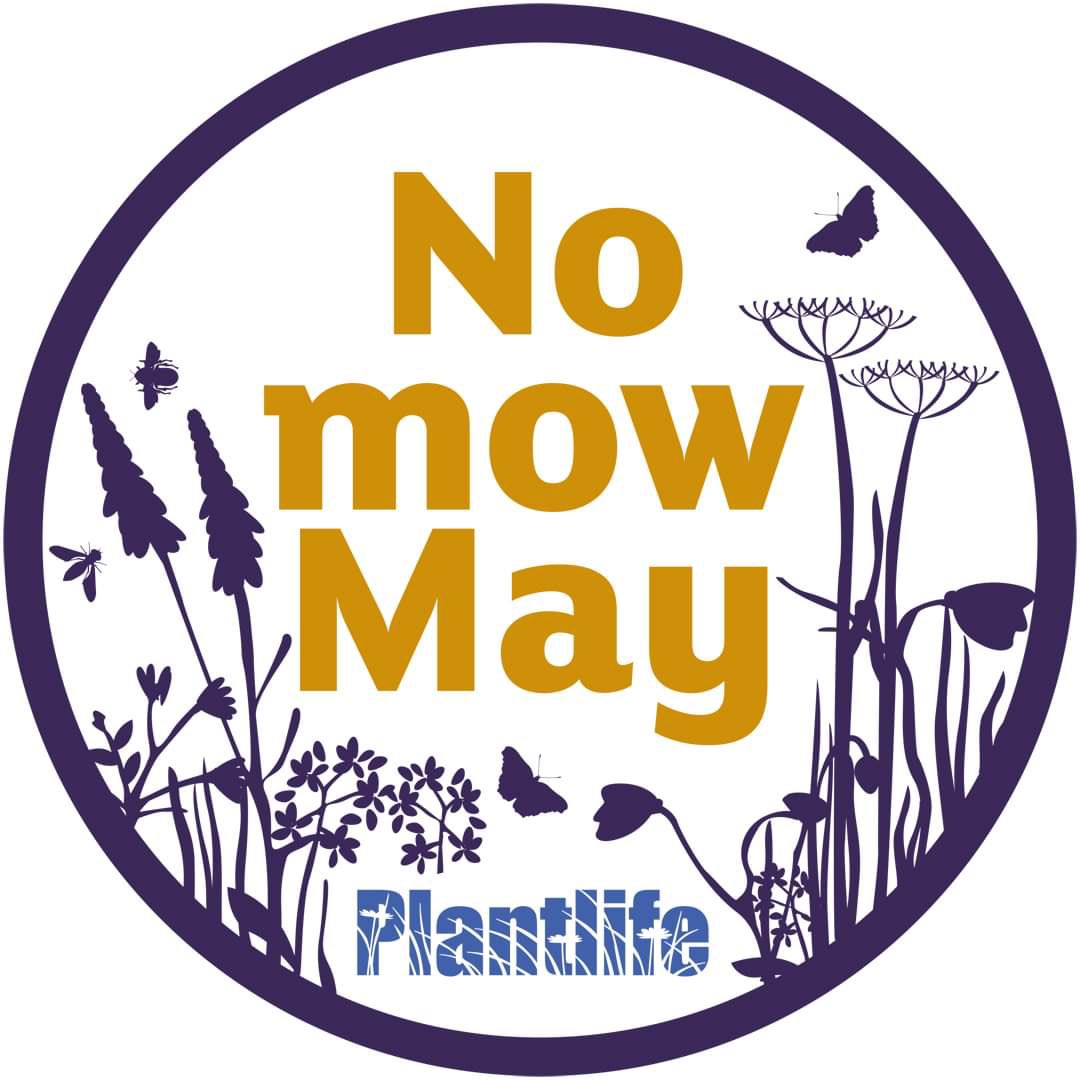 Megswildlifelog's tweet photo. For those of you that haven’t heard it’s #NoMowMay!

Unfortunately, I’ve recently moved to a house in the city with no garden. So, for those of you lucky to have some luscious turf please consider taking part! 🌼

The benefits you ask? Well, read on... (1/3) @Love_plants https://t.co/7m1c1mrlBK
