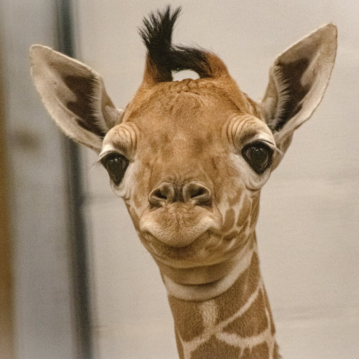 FortWorthZoo's tweet photo. This Mother’s Day is especially sweet for us as Kala’s seventh calf was born Thursday. The big little baby is 6 feet tall and 174 pounds. For now, the calf is bonding with mom in the barn, meeting the rest of the herd and growing bigger and stronger each day. Happy Mother’s Day! https://t.co/MIgR2lWj8o