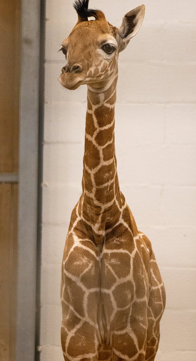 FortWorthZoo's tweet photo. This Mother’s Day is especially sweet for us as Kala’s seventh calf was born Thursday. The big little baby is 6 feet tall and 174 pounds. For now, the calf is bonding with mom in the barn, meeting the rest of the herd and growing bigger and stronger each day. Happy Mother’s Day! https://t.co/MIgR2lWj8o