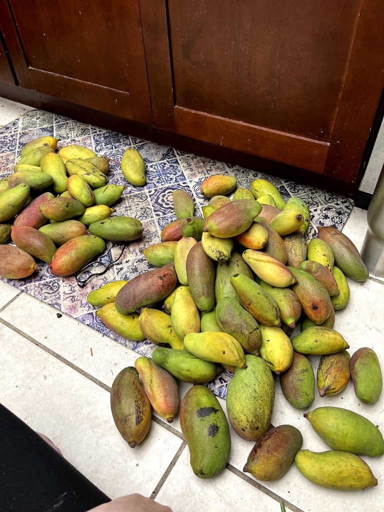 paigeboleman's tweet photo. @skayeterboy it’s okay, we have hundreds of mangoes, it happens... https://t.co/yMahQTX4cN