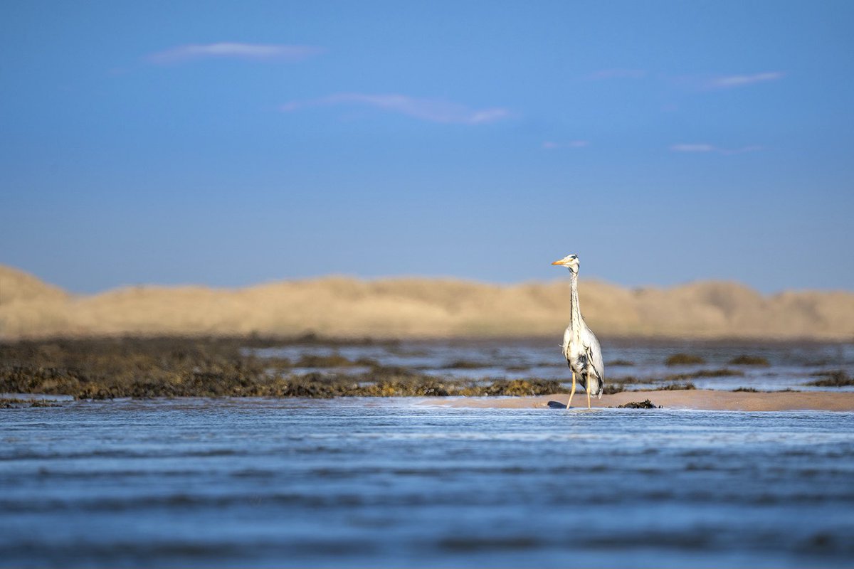 Gone Fishing. #heron #visitberwickupontweed <a href="/discovernland/">Discover Northumberland</a> <a href="/NlandNP/">N'land National Park</a> <a href="/VisitNland/">Visit Northumberland</a> <a href="/visitneengland/">Visit North East England</a> @NTNorthd_Coast <a href="/Natures_Voice/">RSPB</a>