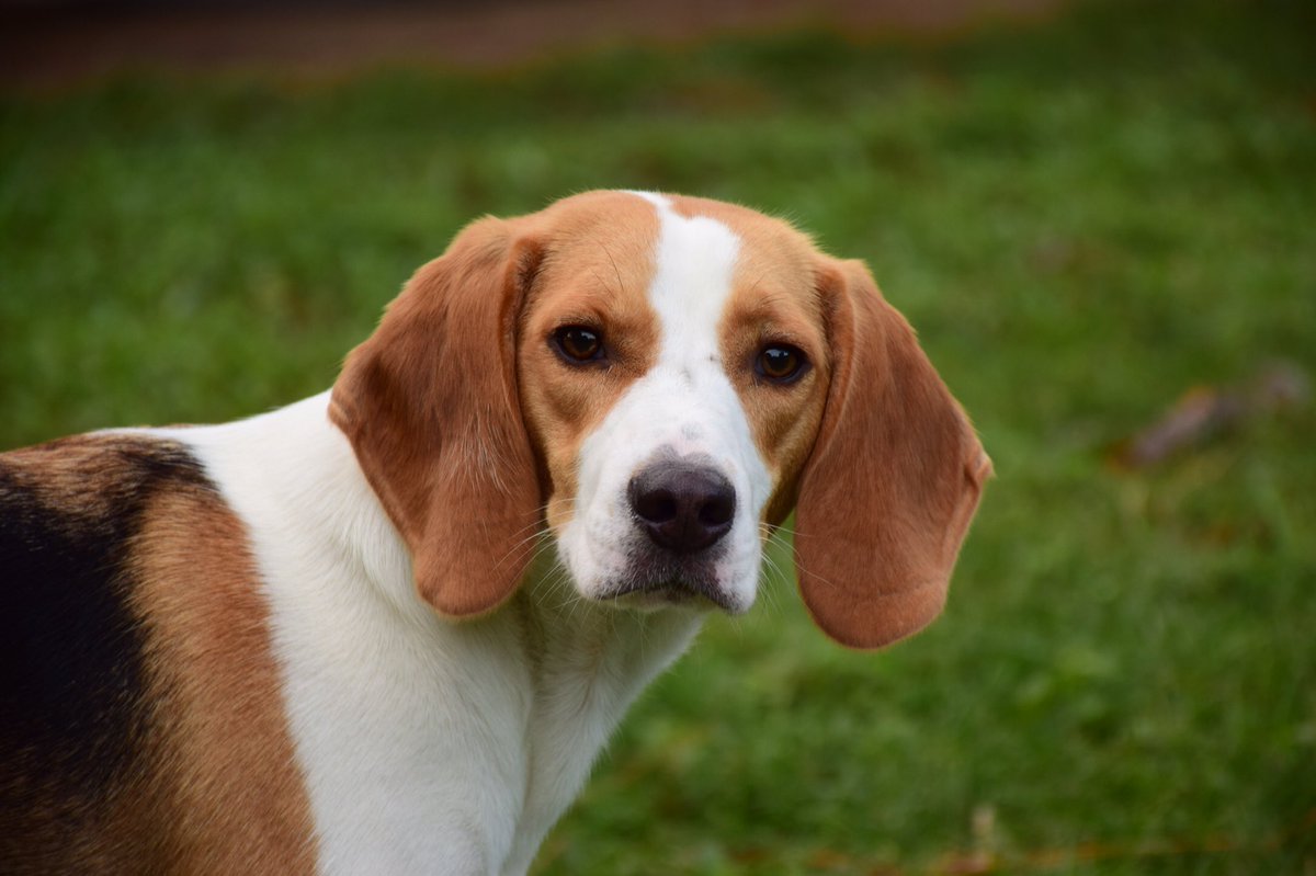 csfiske's tweet photo. Toby wants his face on a can. #PupweiserContest https://t.co/r0X3DqoEXQ