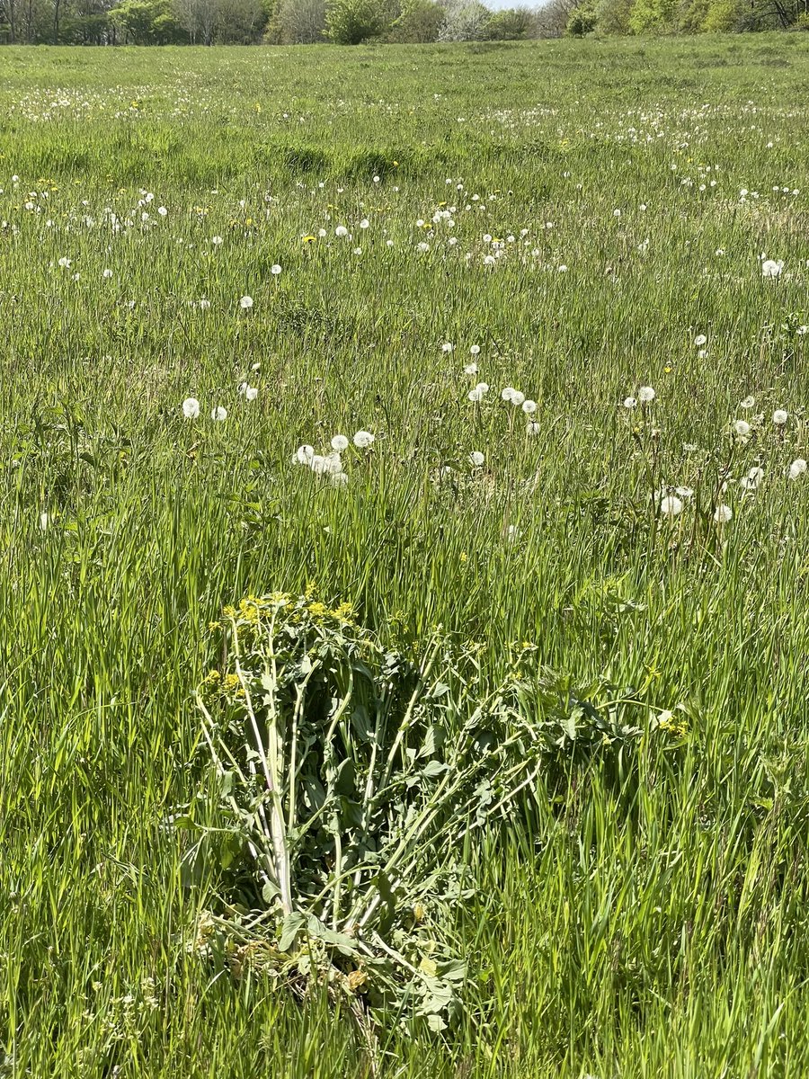 Ik krijg het idee dat (behalve Paardenbloem misschien) gele bloemen vaak de verdenking van Jakobskruiskruid krijgen en uitgestoken of platgespoten worden, jammer voor de insecten!