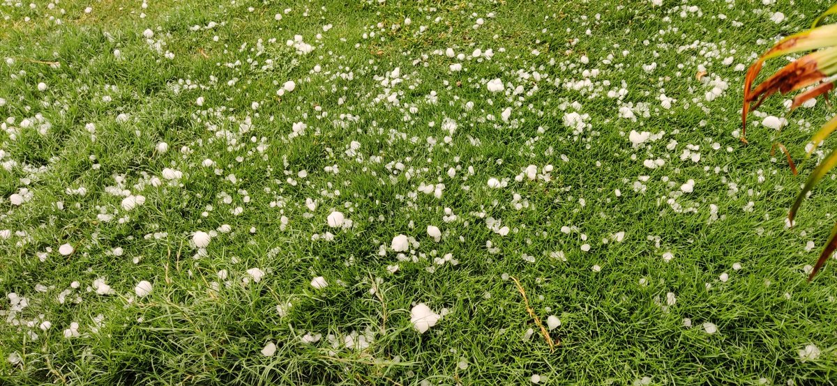 Anisha Dutta tweet media