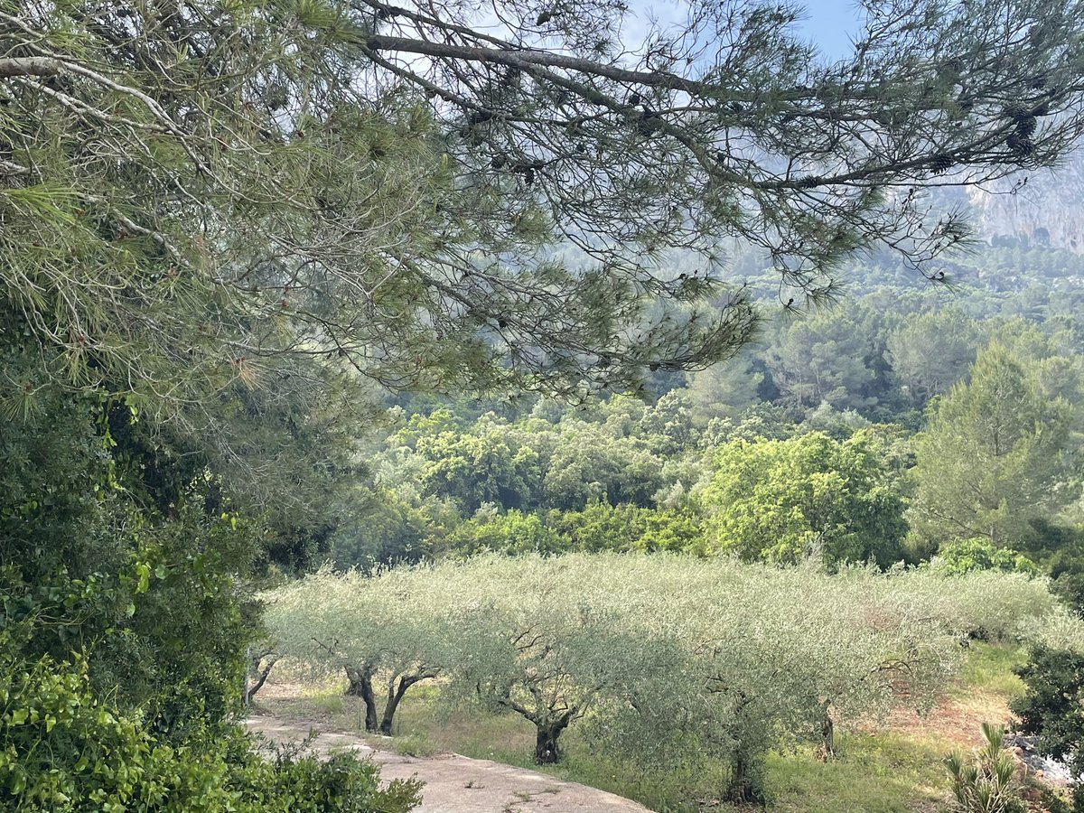 eduardchaveli's tweet photo. Las cosas que más aprecio son “impagables” ... como nuestro “rincón familiar de olivos” en #Suros #Barx https://t.co/sCfqMjO3IW