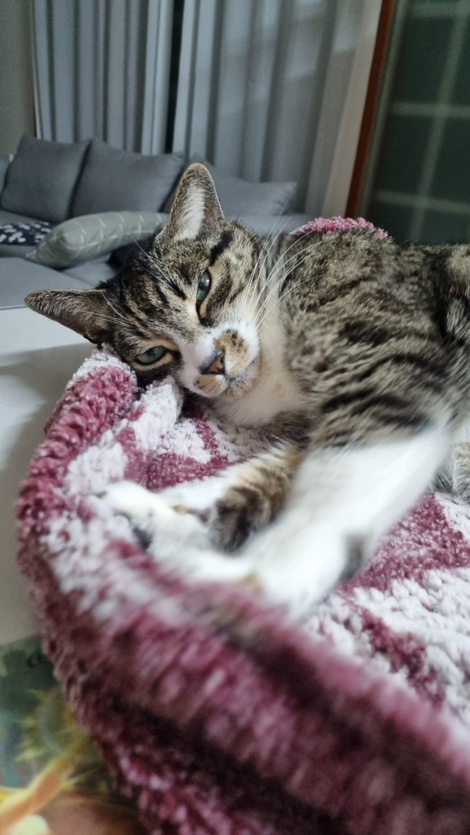 aky_cat's tweet image. 아키의 사랑한다는 말은요