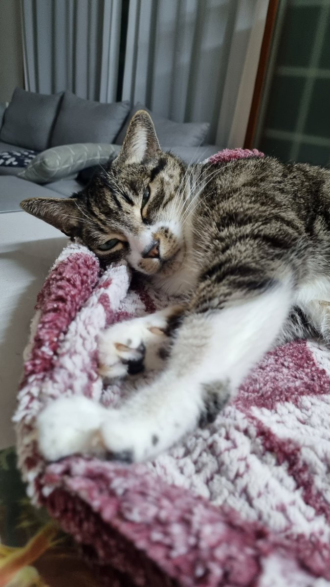 aky_cat's tweet image. 아키의 사랑한다는 말은요