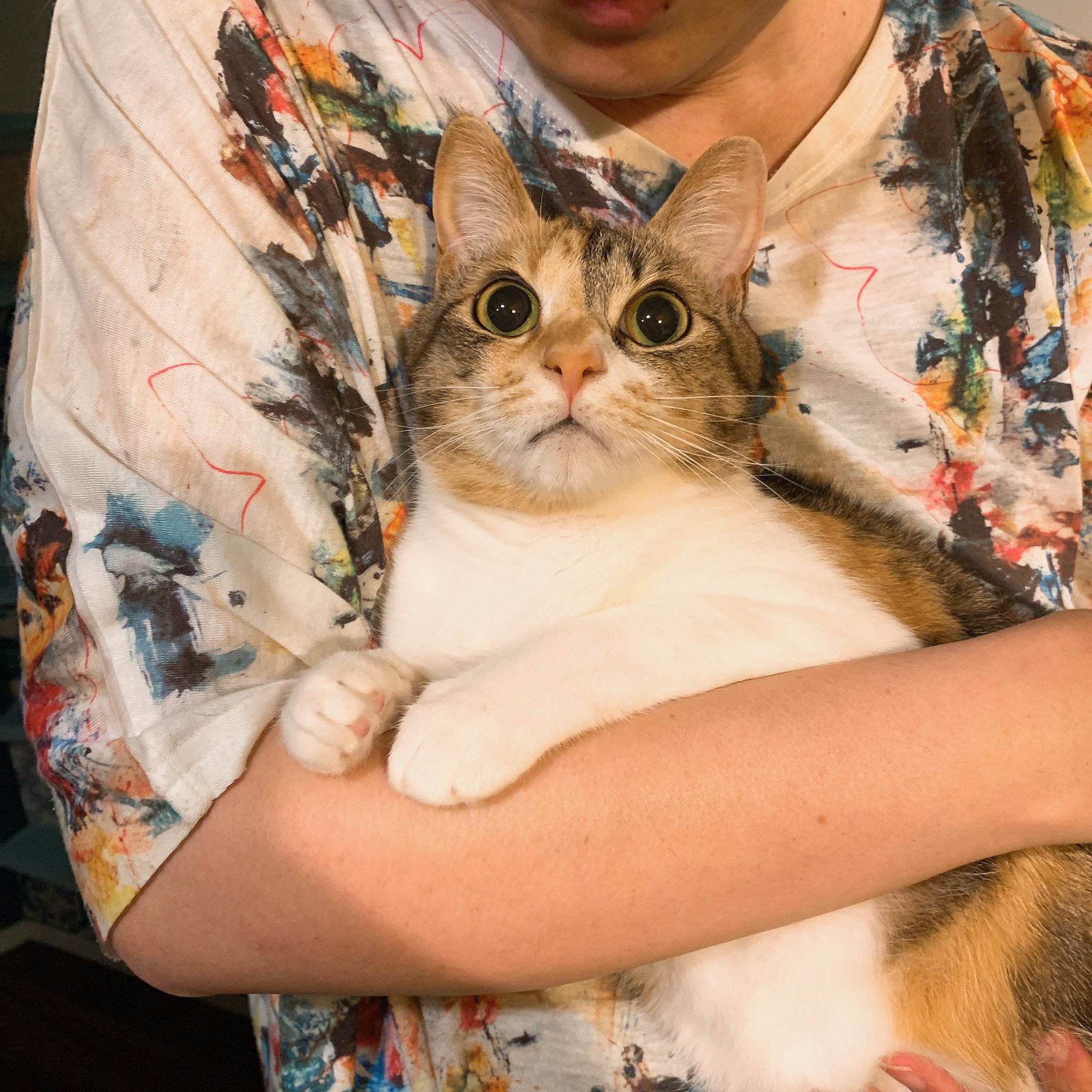ポルカ社 のうまっちゃんちにメロン食べにきたら猫との仲のよさ自慢されてぐぬぬぬぬってなってる ごちそうさま T Co 9h2sop8rt2 Twitter