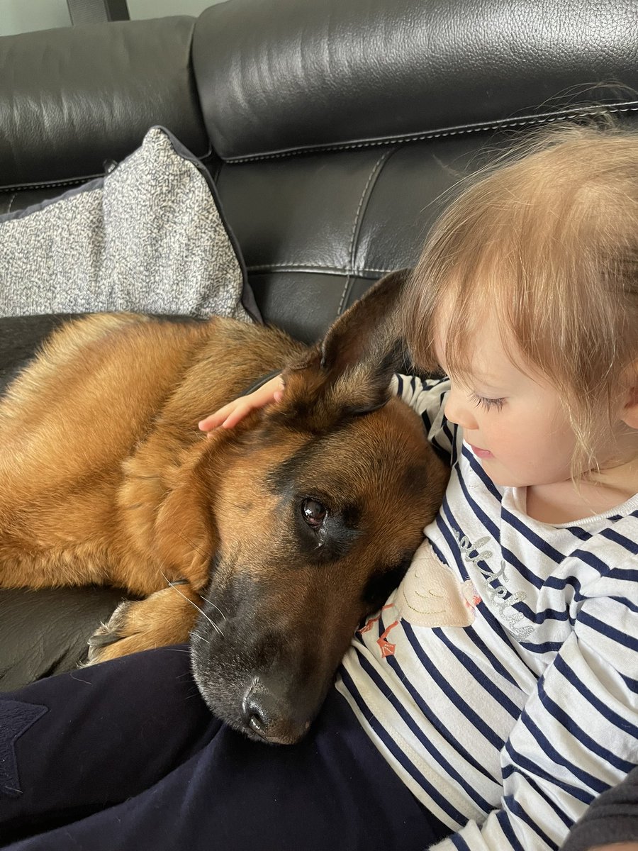 Bear_GSD's tweet photo. The eyes don’t lie #bestfriends https://t.co/RwZU00EANN