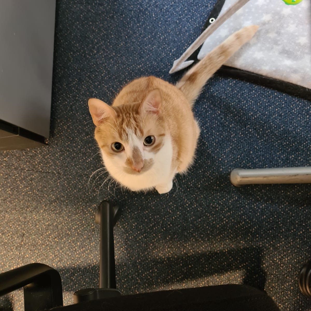 Winston_topkat's tweet photo. Hallo. Ik snap dat je aan het werk bent, maar ik heb je gemist. Dus graag even de aandacht mijn kant op. Knap ben ik hè? https://t.co/dDIWdLusrI