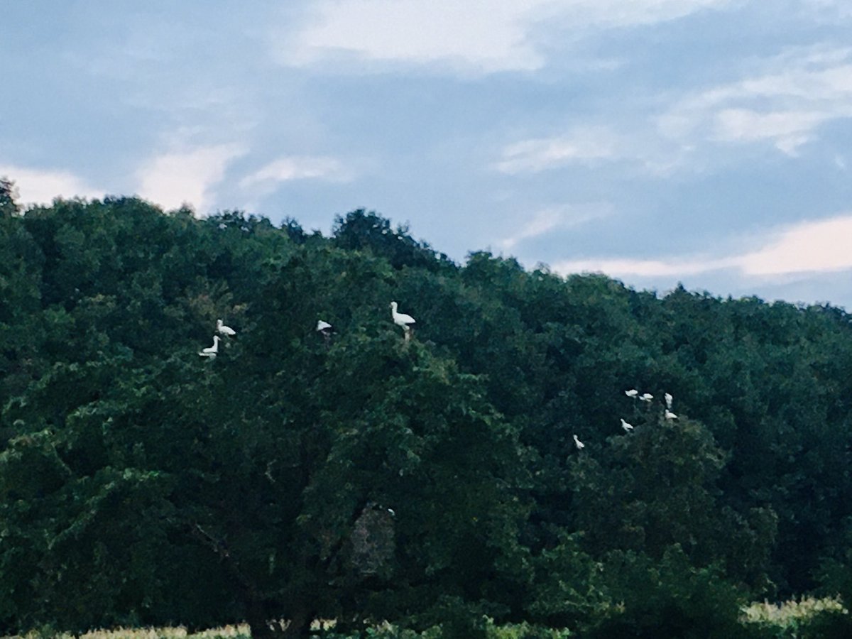 Een peloton ooievaars bij mij in de tuin!