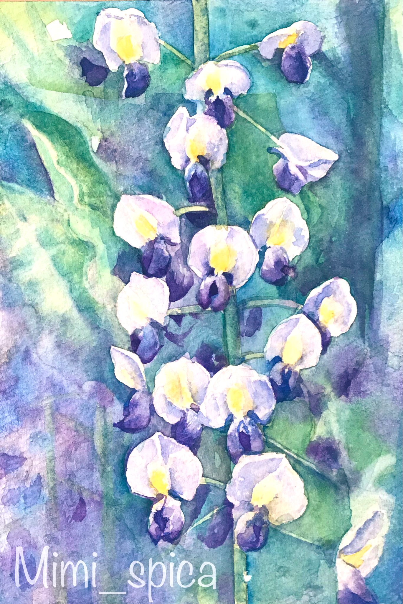 Mimi Spica ちょっと前に藤の花を写真に撮っていたので水彩で 背景はすっきりと手前の花だけにしてみました 透明 水彩 水彩画 Watercolor イラスト Illustration 藤の花 花 藤まつり 花のある風景 T Co Dkgdt5kmdk Twitter
