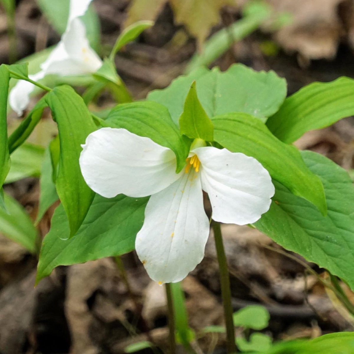 Happy Mother’s Day! #trillium