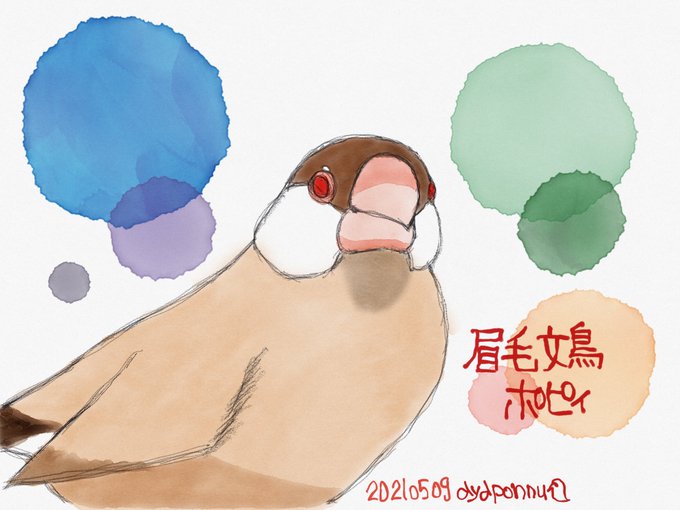 文鳥 高画質 のtwitterイラスト検索結果 古い順