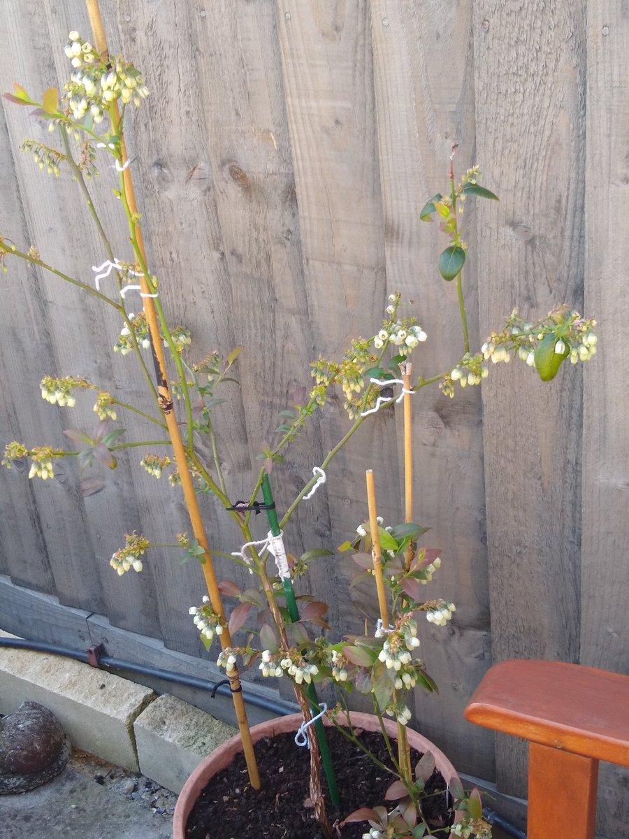 merlinthelab's tweet image. #Thread2 hopefully eating lots of lovely fresh veg &amp;amp; fruit this year. Blueberries, Blackberries, Sweet Peppers, Cayenne Peppers &amp;amp; Aubergine. Not edible but my Clematis is looking very happy in it's new position #LoveGardening @tartancraft2 @TheMontyDon @frostatwork