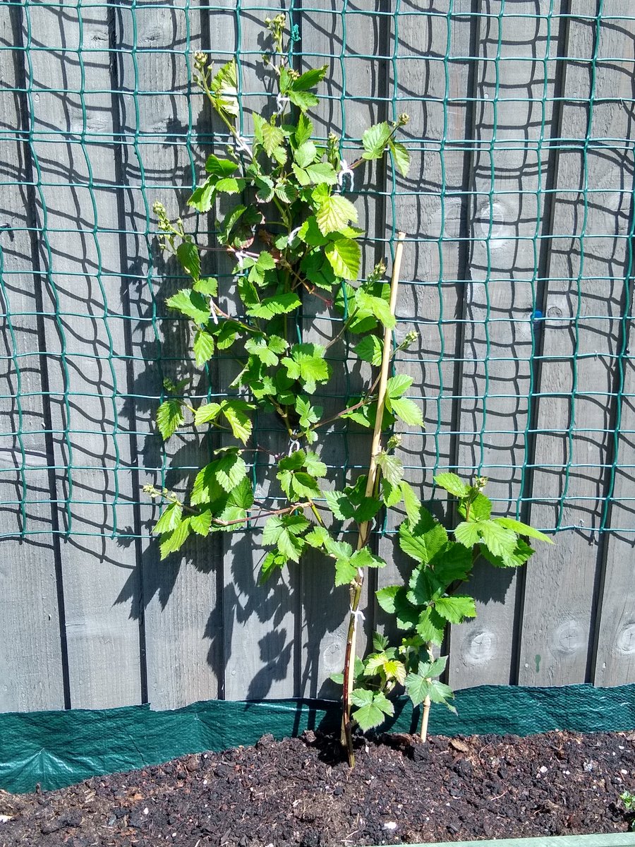 merlinthelab's tweet image. #Thread2 hopefully eating lots of lovely fresh veg &amp;amp; fruit this year. Blueberries, Blackberries, Sweet Peppers, Cayenne Peppers &amp;amp; Aubergine. Not edible but my Clematis is looking very happy in it's new position #LoveGardening @tartancraft2 @TheMontyDon @frostatwork