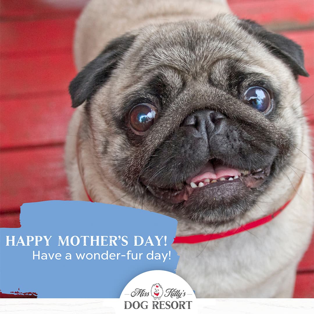 Happy Mother's Day!💐🐾
Have a wonder-fur day!🌷#misskittysdogresort 
#happymothersday #mothersday #musiccitydogs #dogsofnashville #nashvilledogs #dogsofinstagram #dogs_of_instagram #sundayselfie #dogboarding #dogdaycare #doggrooming #nashvillepets #dogsandpals #dogsoftwitter