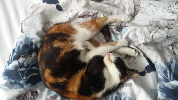 CatsMissing's tweet photo. 🆘#FindCatten F/M INDOOR #LostCat Vanished 1/5/21 Rushbottom Lane/Manor area Patterdale #Benfleet #SS74 #Essex
Very Small 4 Yr Old Calico-White/Black/Ginger
Very Timid, May Be Hiding
LOCALS🙏Check Gardens/Sheds/Garages/Under Decking/Behind Walls&Fences
FB➡️https://t.co/knUNLpM7zB https://t.co/KzGGsGz8cb