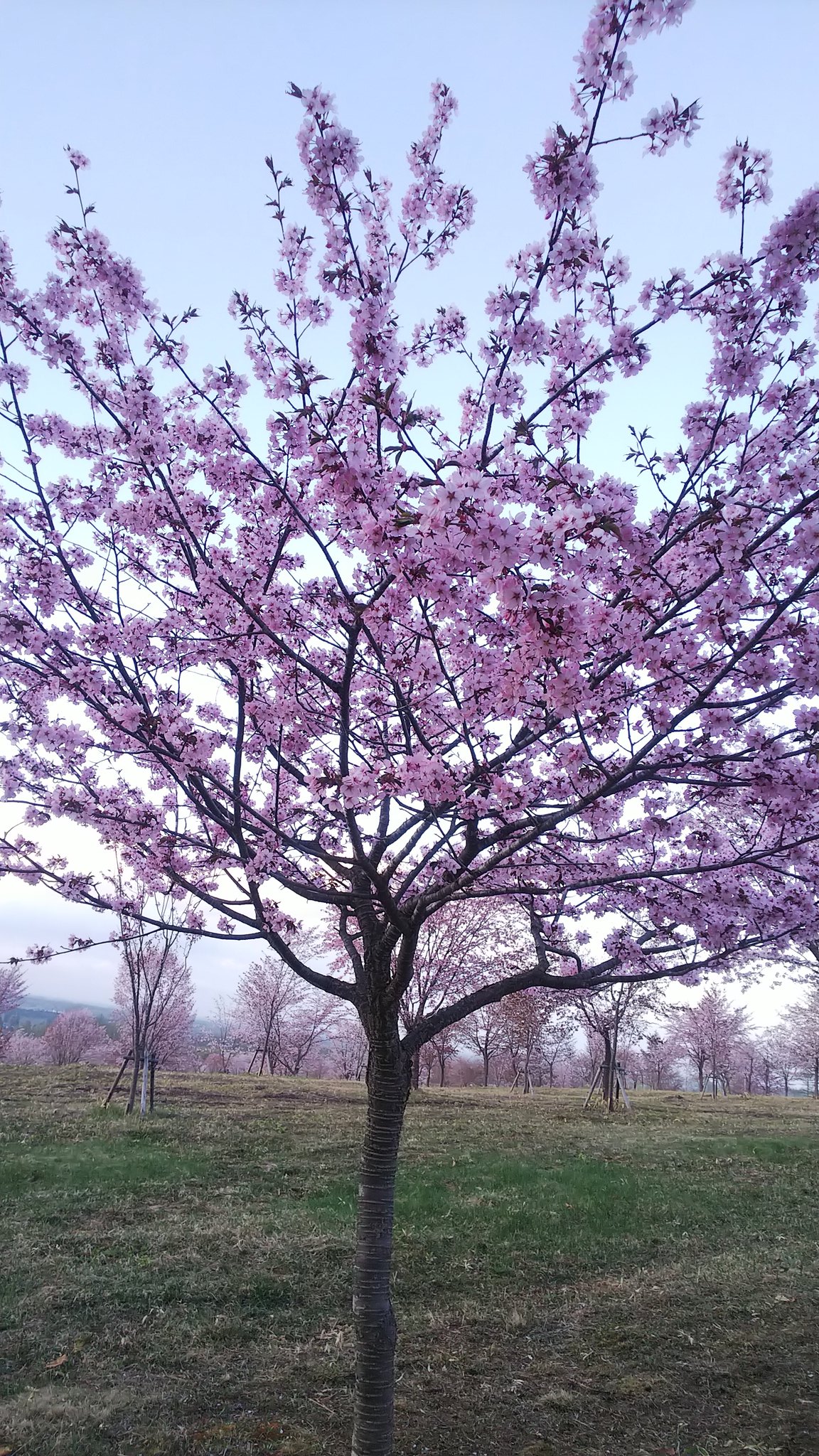 桜六花公園 Twitter Search Twitter