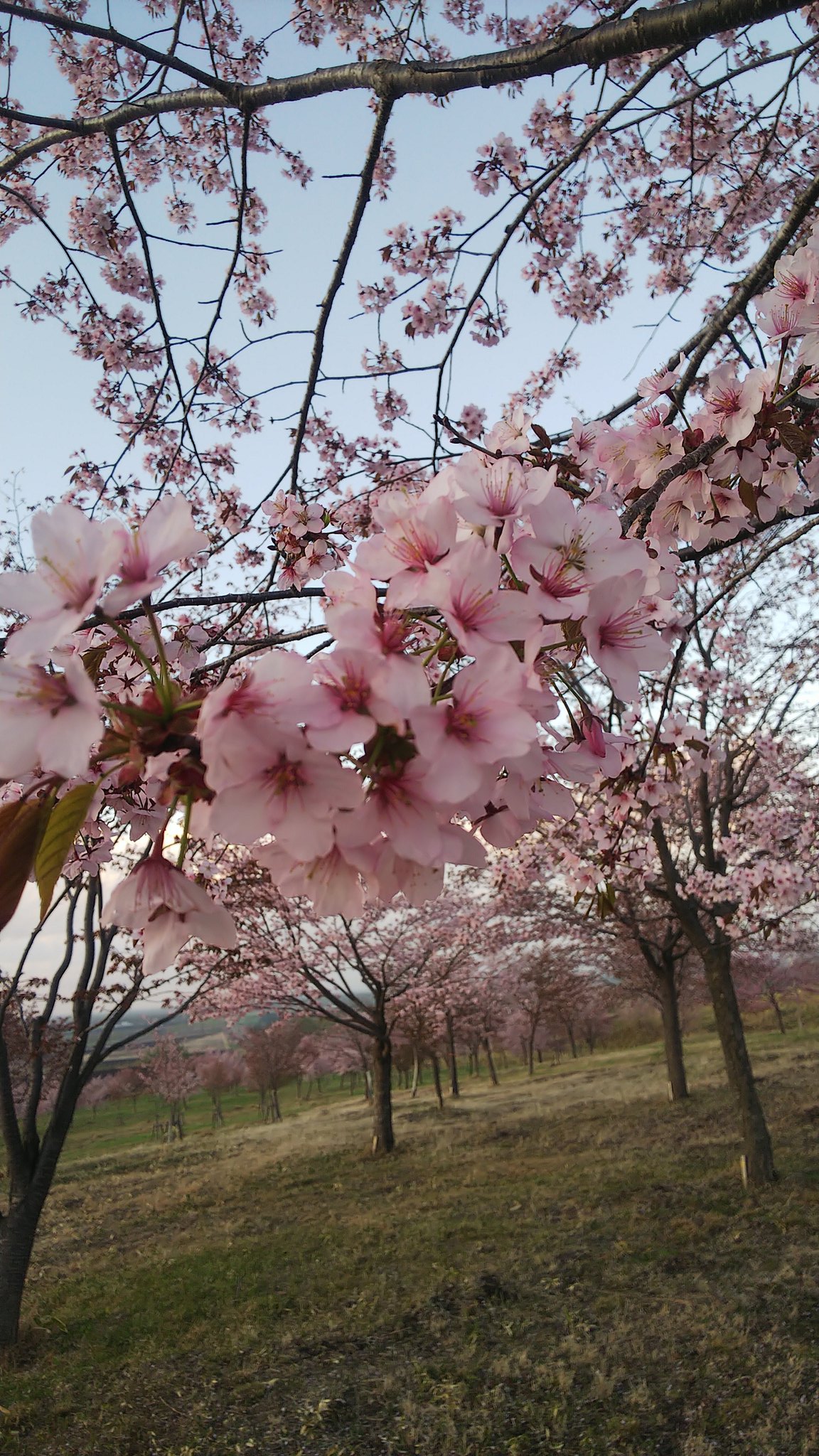 桜六花公園 Twitter Search Twitter