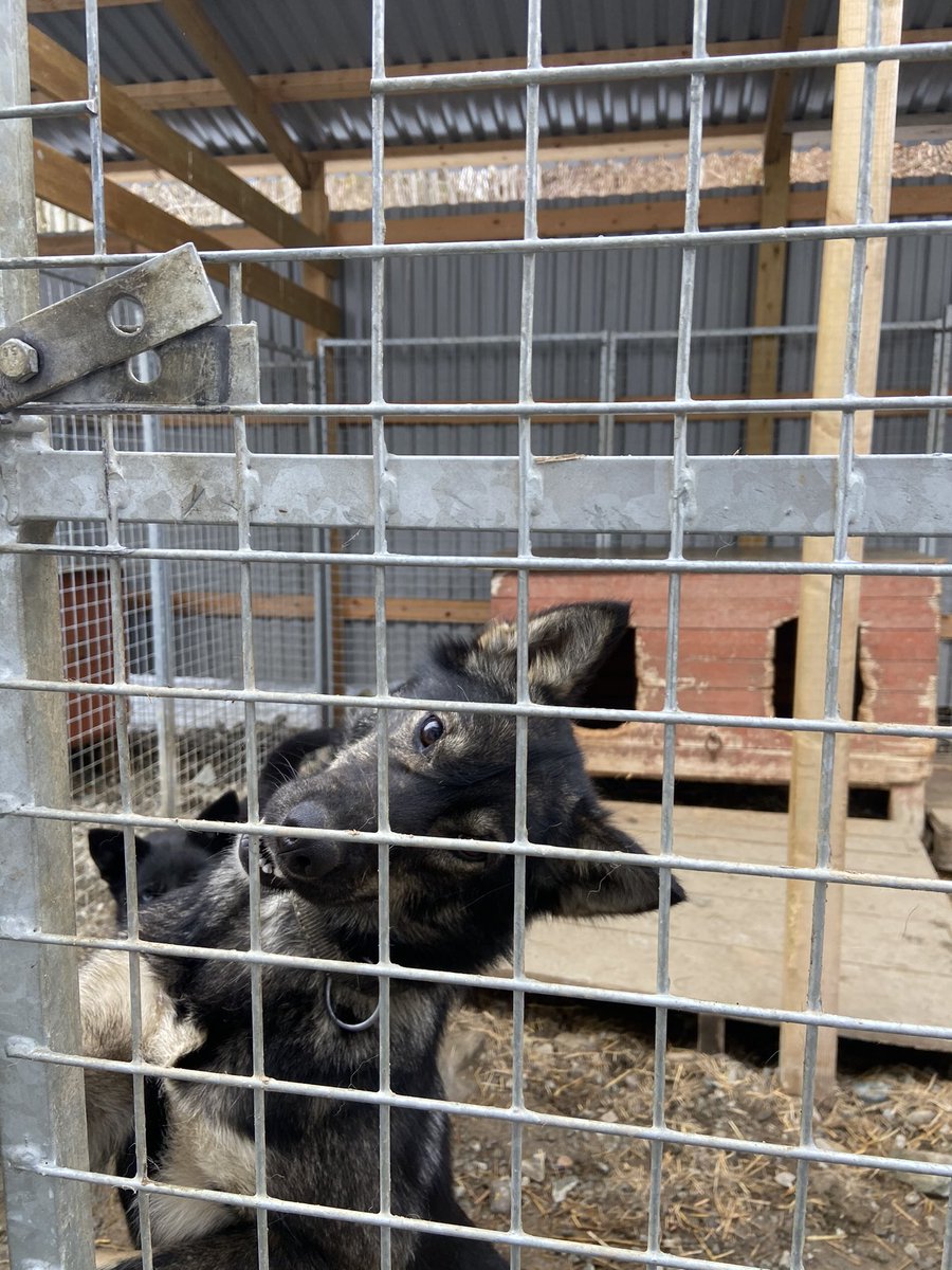 This is the last picture I snapped of her today, doing her nibbling that she aaaalways does. I truly believe that she knows I’m leaving, but I promised that I would tell Pilot all about her, because Roma is the dog that started it all. Onward!