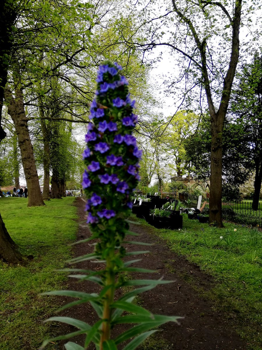 Showing off #echium #plantfair #nationalcollection  @RenishawHallG @echiumworld @Plantheritage