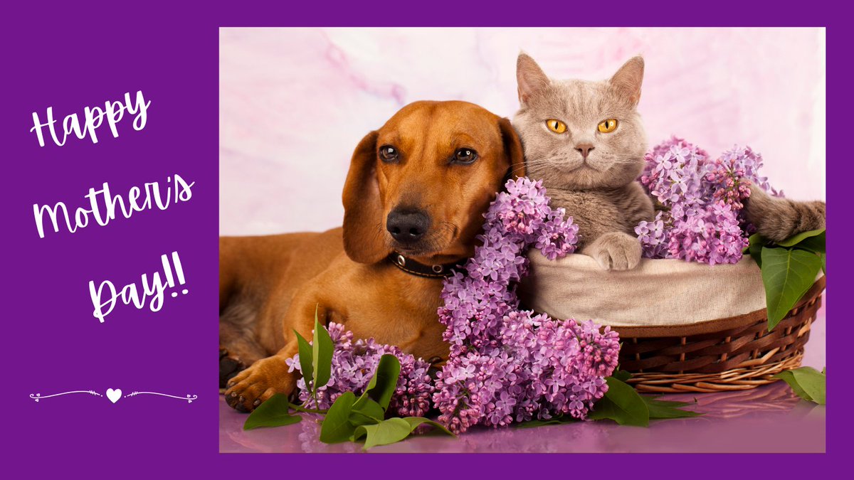 Wishing all the amazing pet moms a Happy Mother's Day!!

#SammysHopeLove #AdoptDontShop #HappyMothersDay
