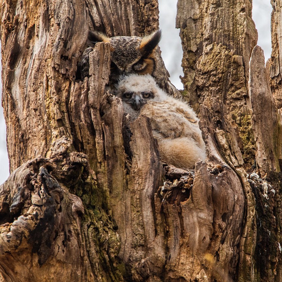 jacqduran8's tweet photo. Happy Mother’s Day ❤️❤️❤️ #birdbx #BirdTwitter #nycaudubon https://t.co/O2f7Xd3OGV
