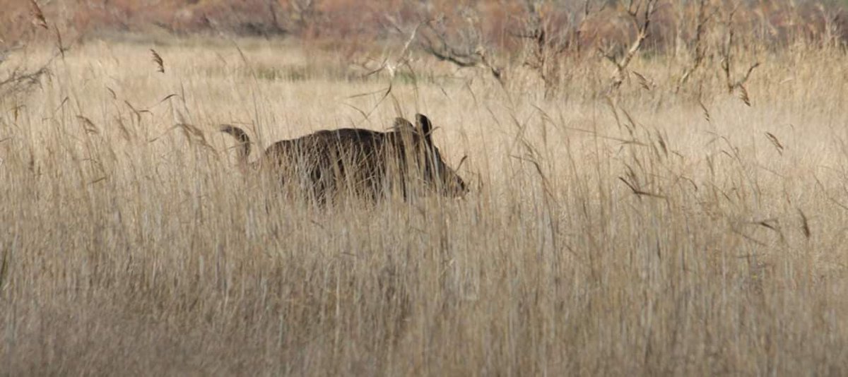 Sachez tout d’abord que Sus Scrofa est un suidé dit de l’Ancien Monde avec 36 chromosomes et non 38 comme son cousin sus scrofa domesticus. Il est présent sur tout le continent asiatique, du Japon jusque chez nous. 2/19