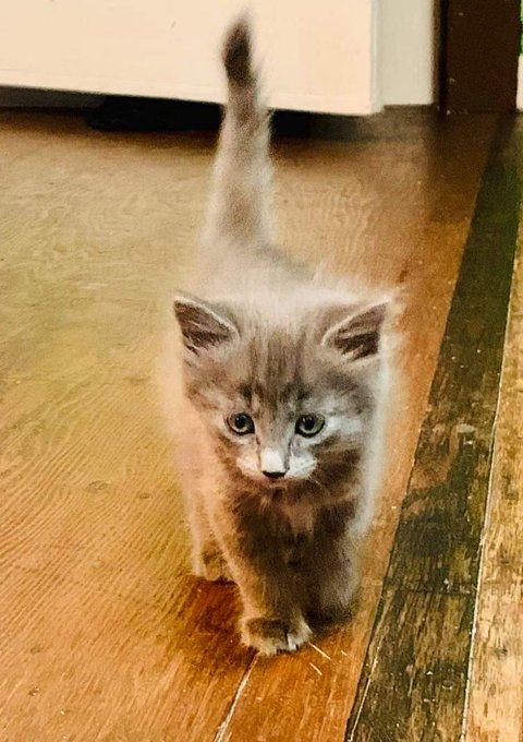 Omg those pictures of the catto I will get in a month are so cute https://t.co/9UUSsIiWCT