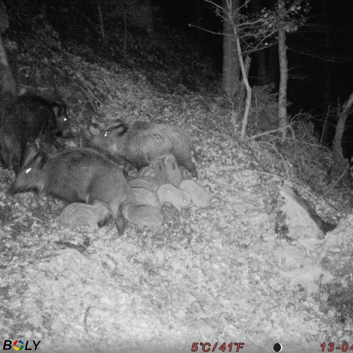 Le sanglier est un animal grégaire. La compagnie (pas harde ni troupeau !) est dirigée par une laie meneuse et est stable. Elle comporte des laies suitées (avec marcassins) et des bêtes rousses. Les Solitaires sont parfois accompagnés d’un page ou mâle plus jeune. 8/19