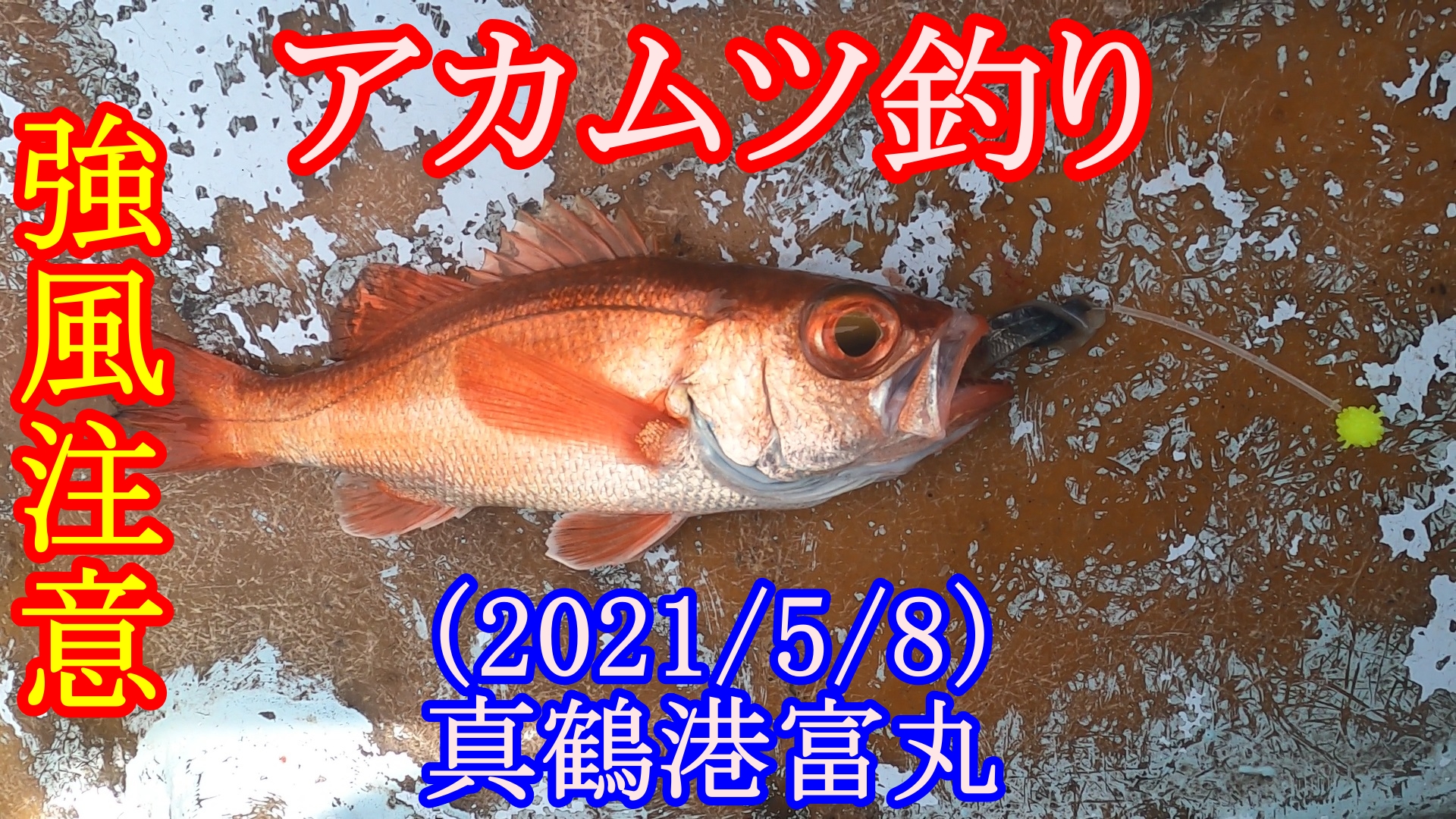 アカムツ釣り Twitter Search Twitter